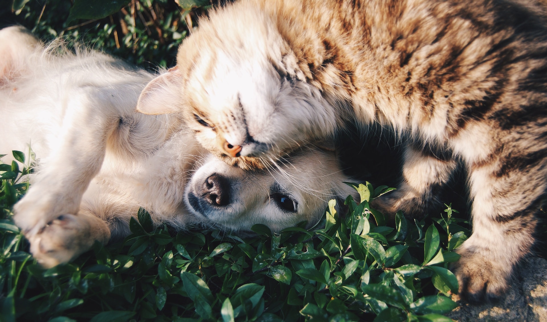 Why You Should Choose Nationwide Pet Insurance for Your Pets