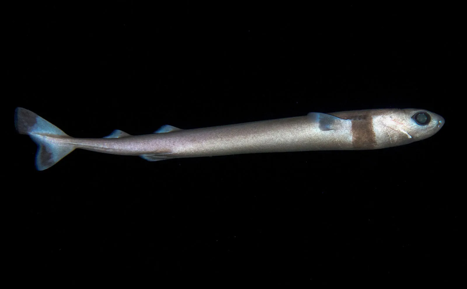 The Cookie Cutter Shark: A Bite-Sized Menace of the Deep