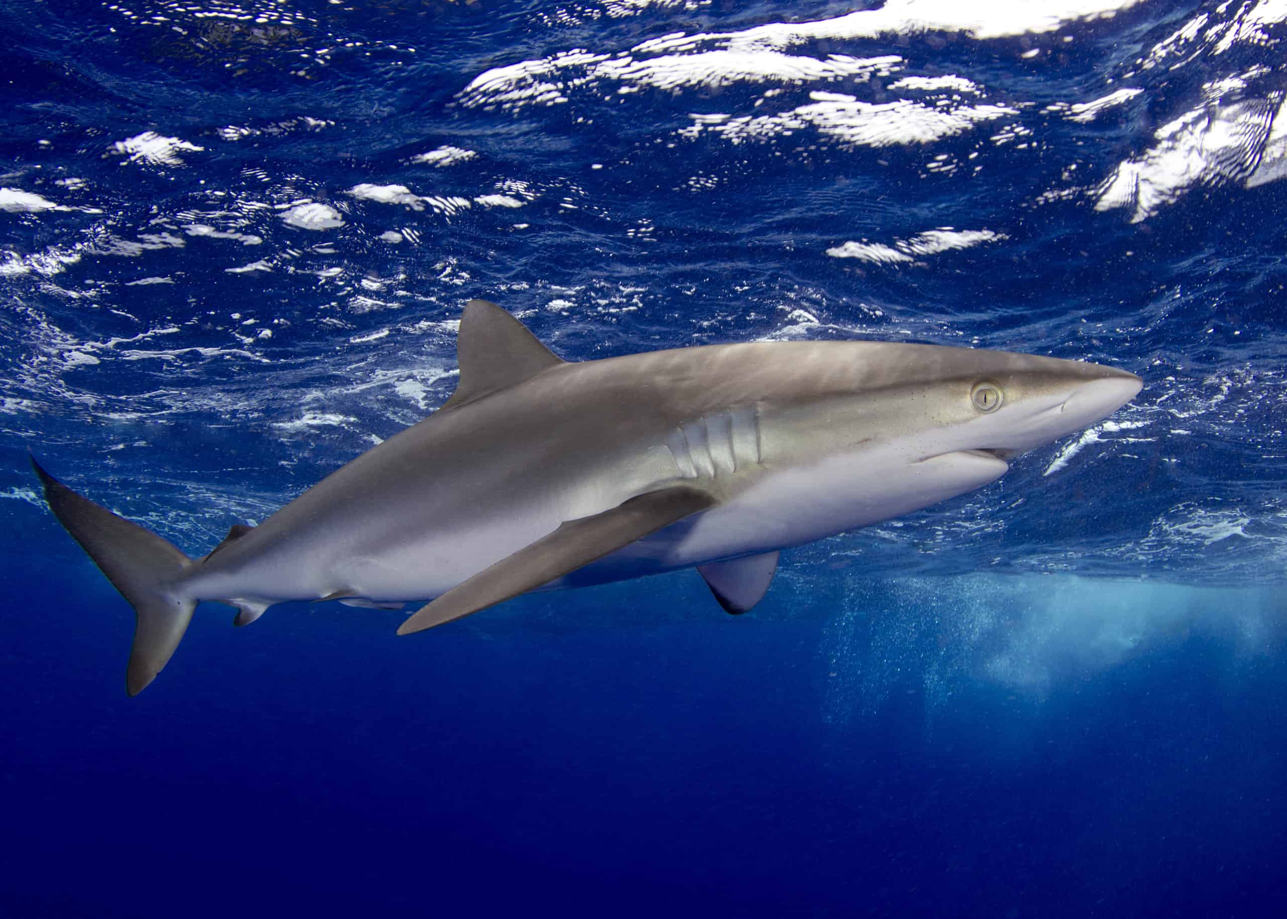 Silky Sharks: Hunting, Migrating, and Reproducing Secrets