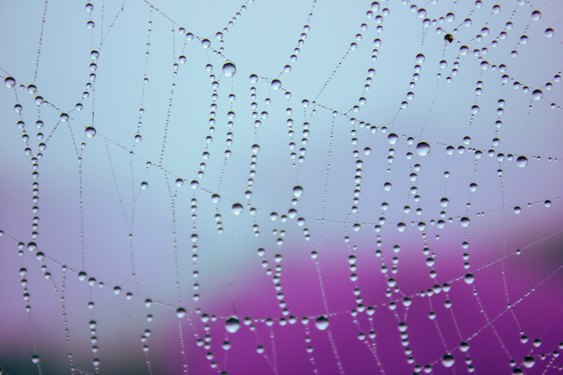 The Future of Textiles is Artificial Spider Silk