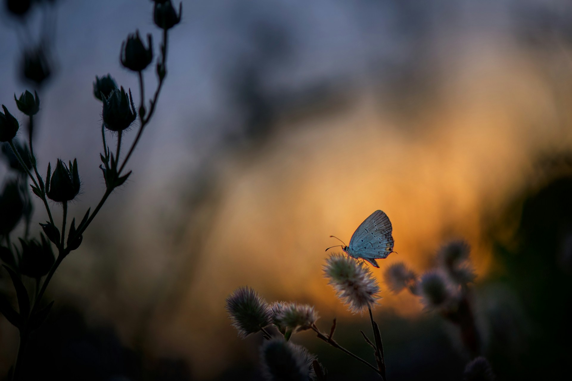 Insects circle lights at night for an unexpected reason: they lose sight of the sky.