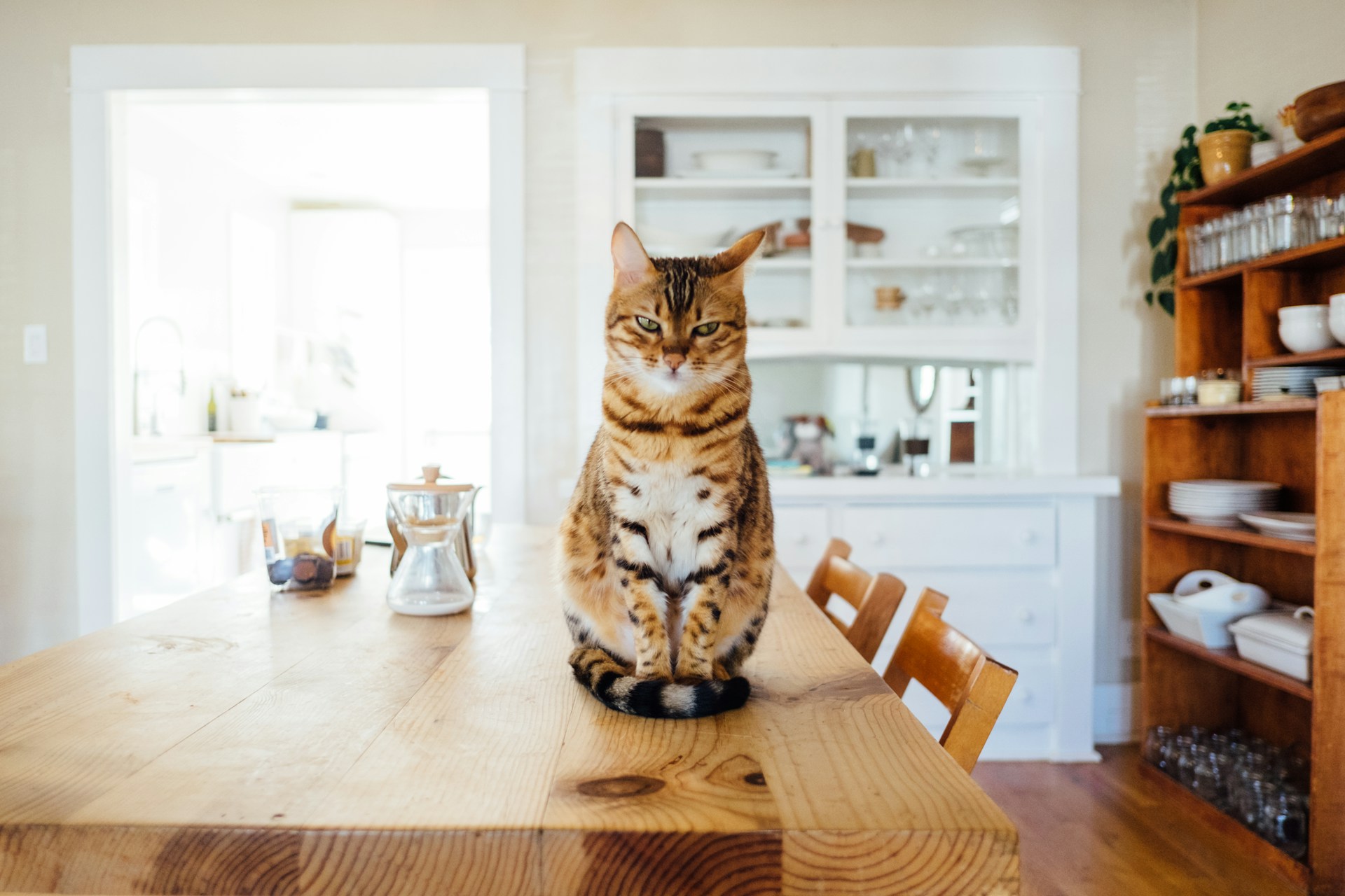 Pick the Best Automatic Cat Feeder for Your Feline