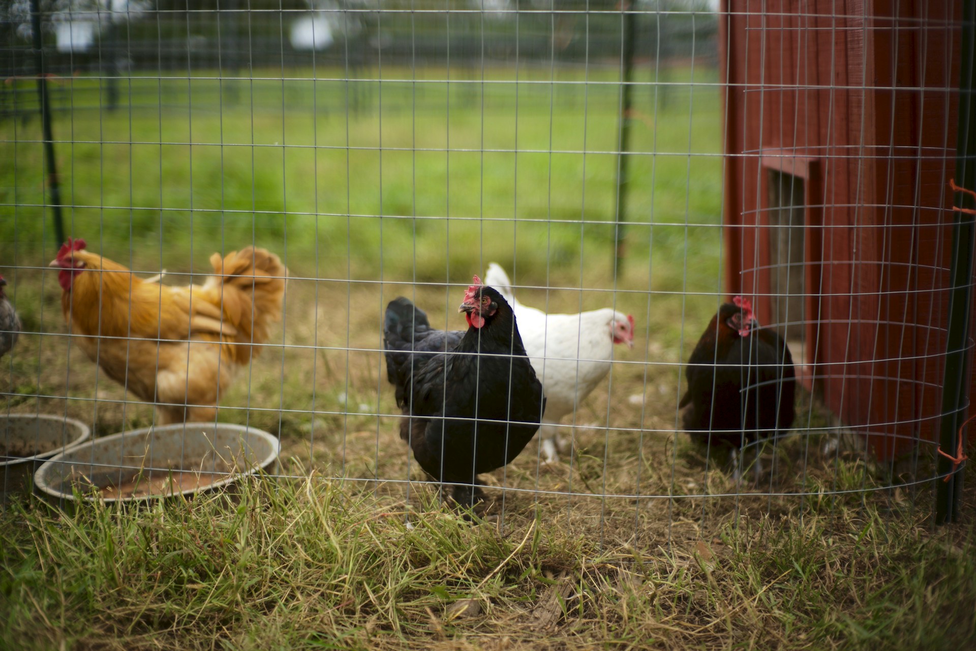 10 Top-Rated Automatic Chicken Coop Doors for Your Flock in 2024