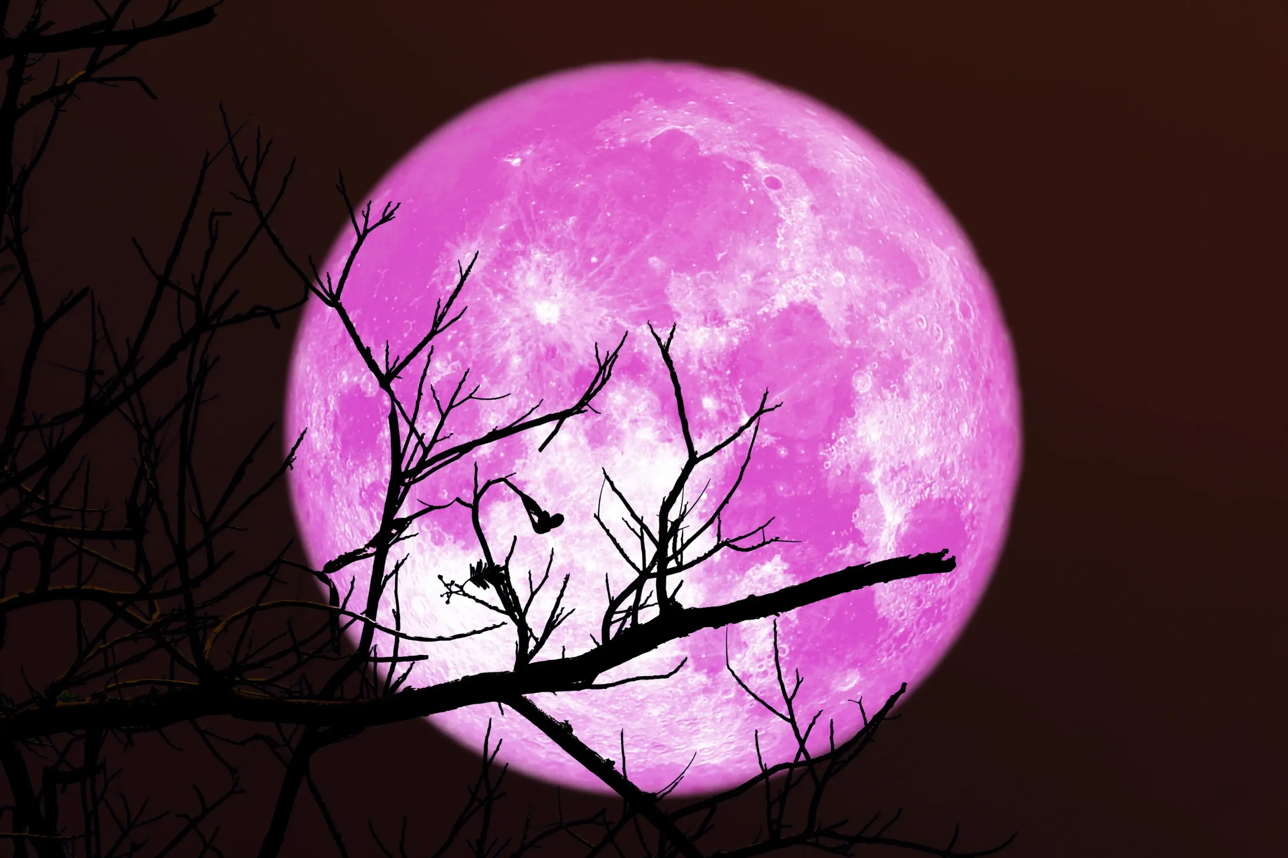 Full Pink Moon April 2024: Spring’s Celestial Spectacle